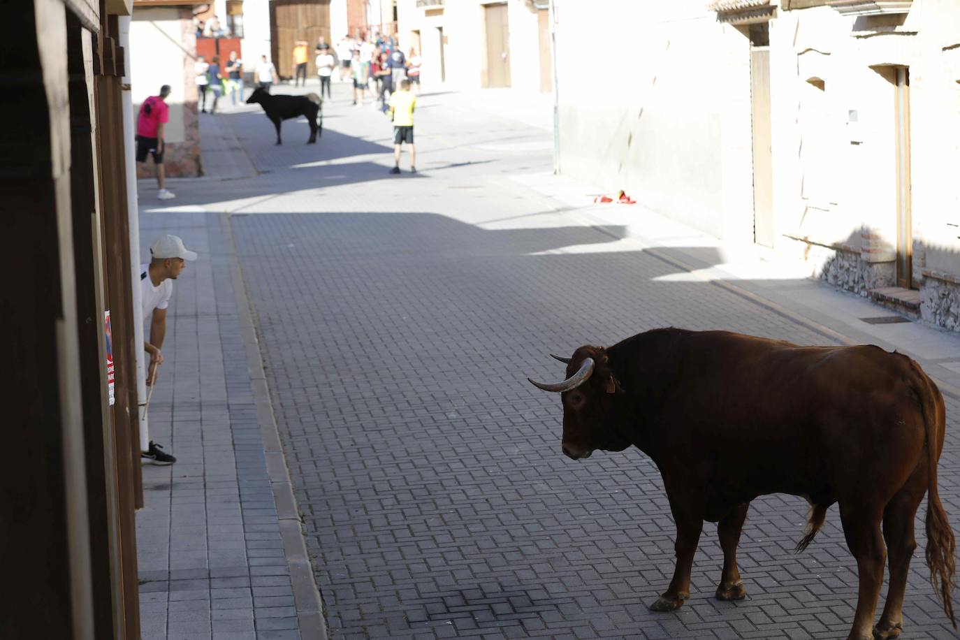 Encierro del sábado por la mañana en Traspinedo