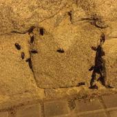 Las cucarachas vuelven a campar a sus anchas en el barrio de San José