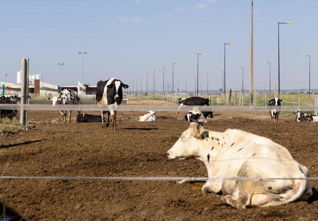 Vacas que están de manera provisional en terrenos del polígono, cerca de una de las pocas empresas allí instalada.