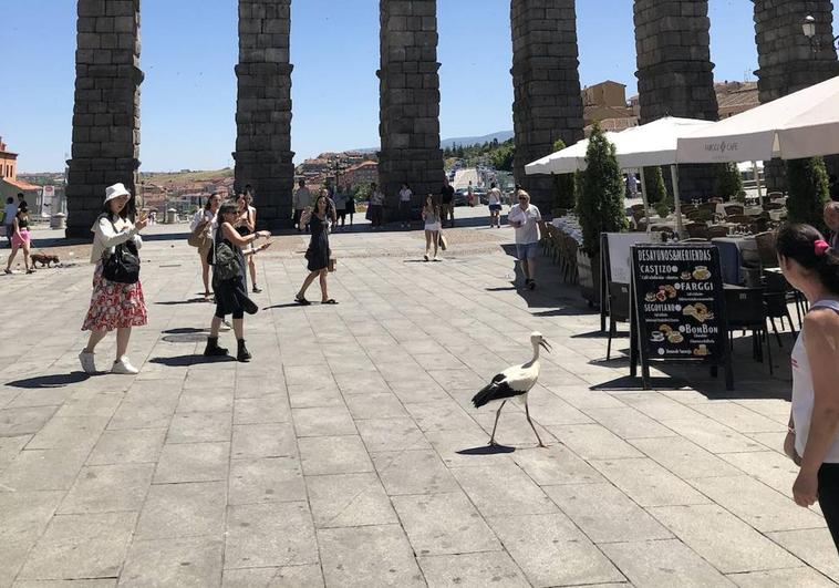 La cigüeña, entre turistas, en el Azoguejo.