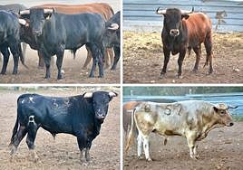 Los astados de las ganaderías de Paloma Sánchez Rico, Sánchez Urbina, Cuevas Bajas y Esteban Isidro (de izda. a der. y de arriba a abajo).