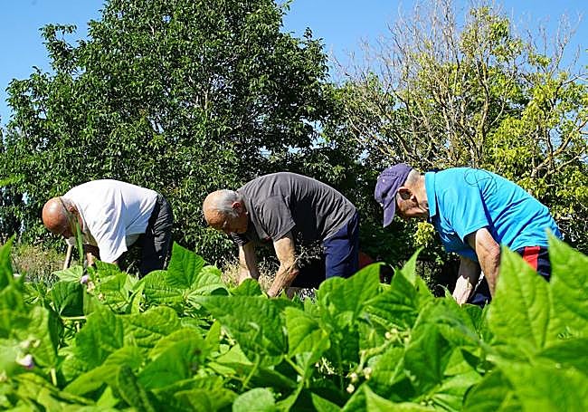 Jesús, Toño y Julián recogiendo alubias verdes de su huerta