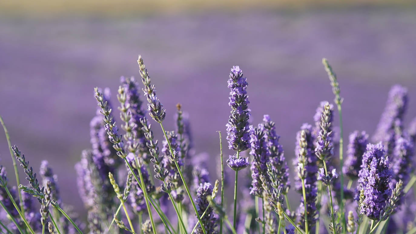 Los campos de lavanda de Tiedra, los más instagrameables