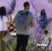 Los campos de lavanda de Tiedra, destino turístico para instagramers