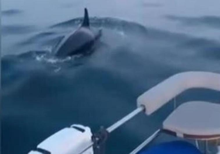 Nuevos ataques de orcas a embarcaciones en el Estrecho de Gibraltar