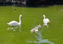 La misteriosa desaparición de cuatro crías de cisne del Campo Grande