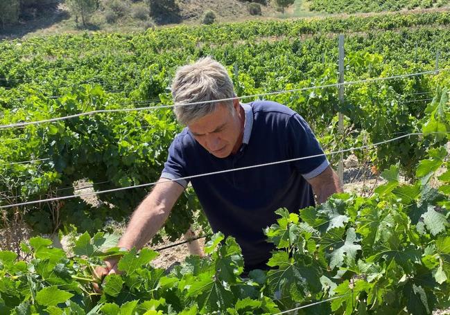 El director técnico, Carlos Ayala, revisa el viñedo de la bodega, en Quintanilla de Arriba.