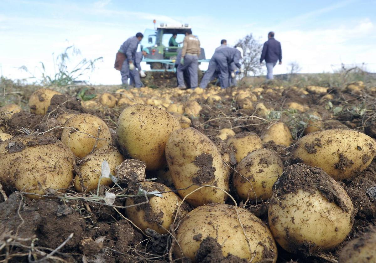 Recogida de patatas en la localidad vallisoletana de Campaspero.