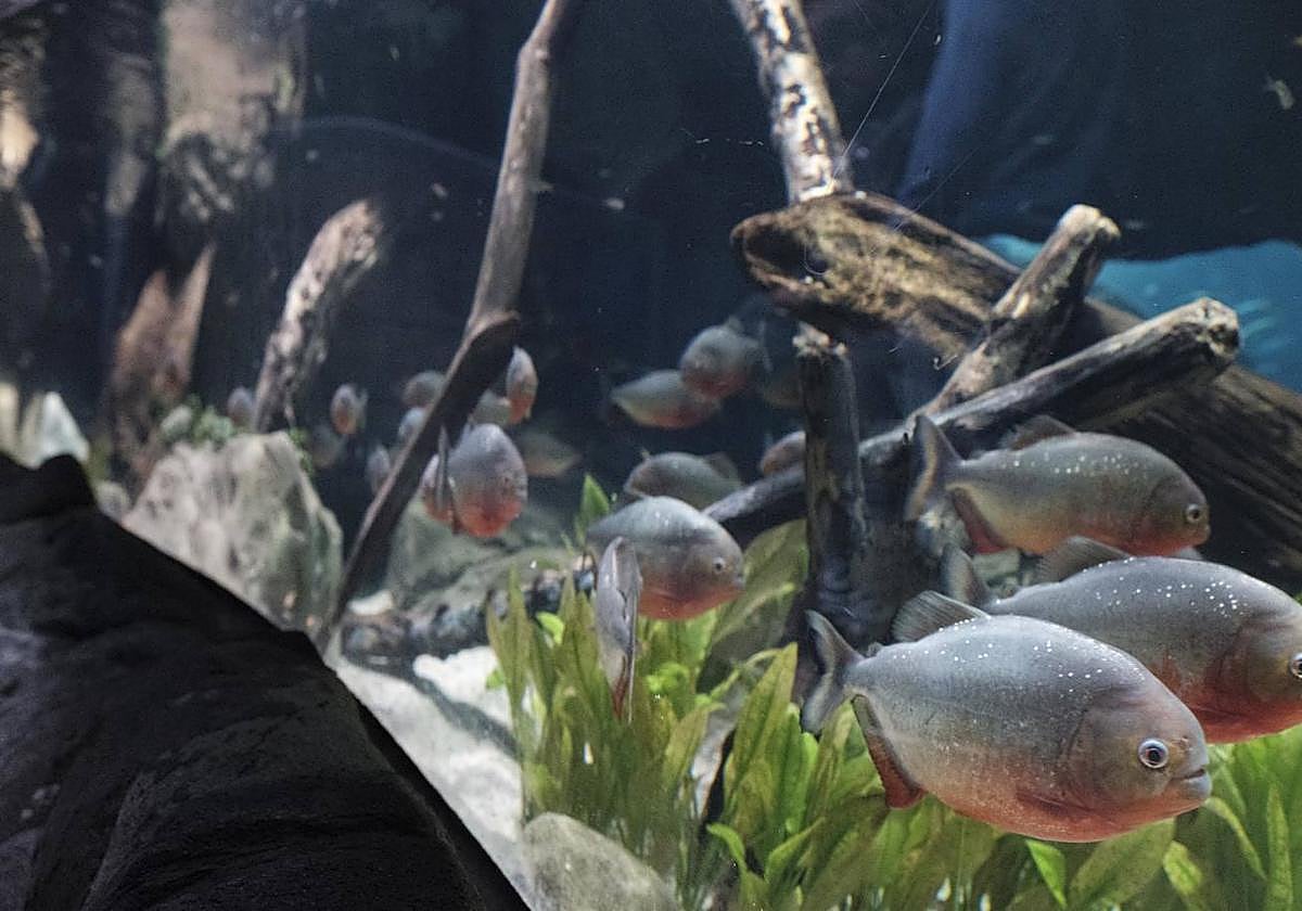 Pirañas en un acuario.