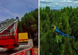 Imágenes del momento del rescate del guacamayo.