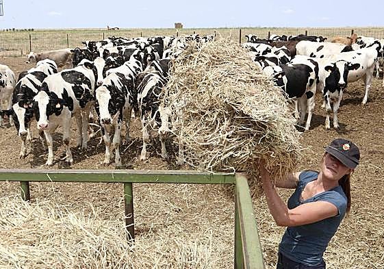 Soraya Rosón en su explotación de El Piñero, Zamora, echa de comer al ganado.