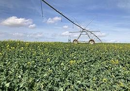 Un pivot en una tierra de colza.