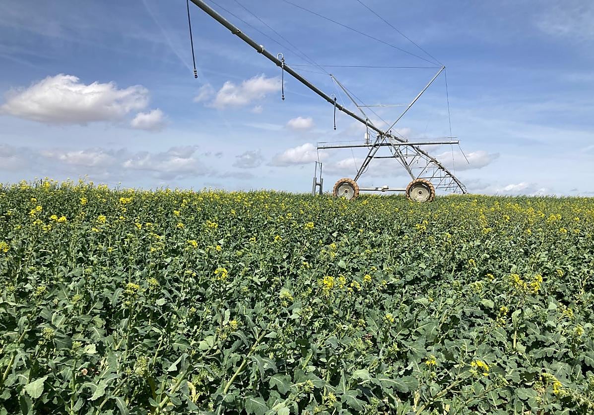 Un pivot en una tierra de colza.