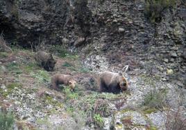 Imagen de archivo de osos pardos en un paraje de la Montaña Palentina.