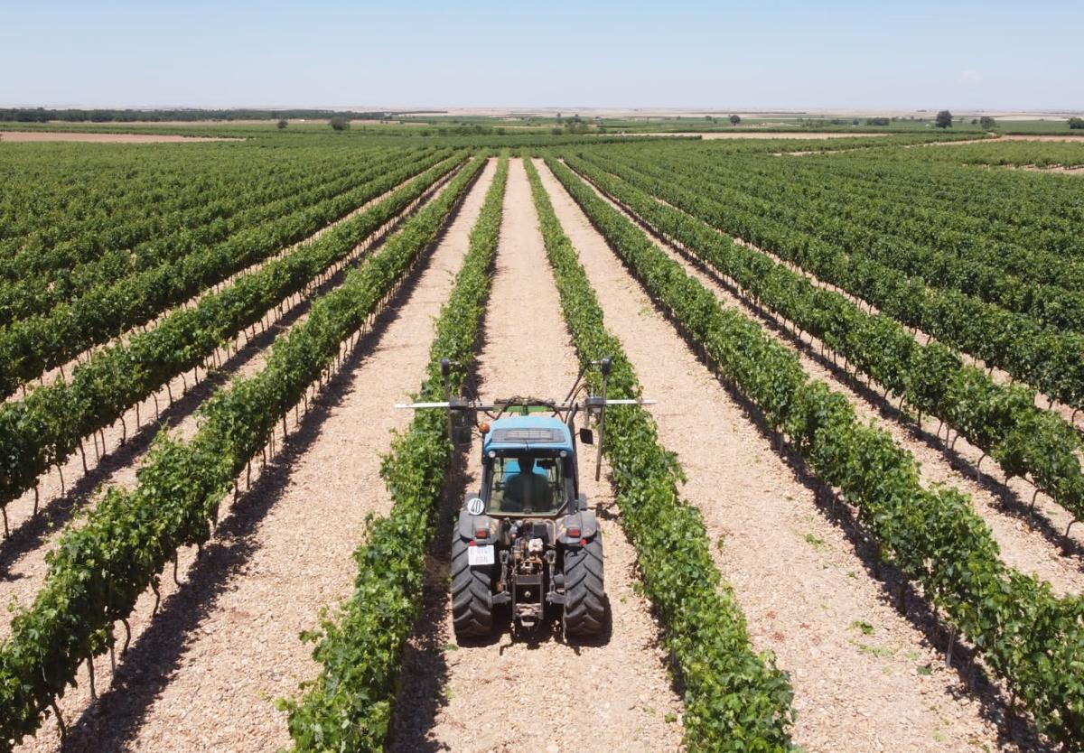 Labores agrícolas en el viñedo.