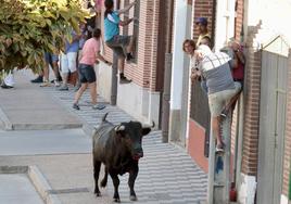Un hombre su sube a un poste ante la presencia del astado.