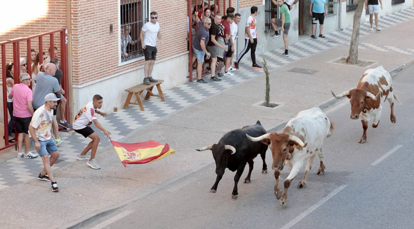El segundo encierro de toros de La Seca, en imágenes