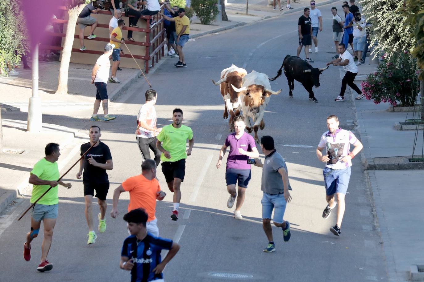 El segundo encierro de toros de La Seca, en imágenes