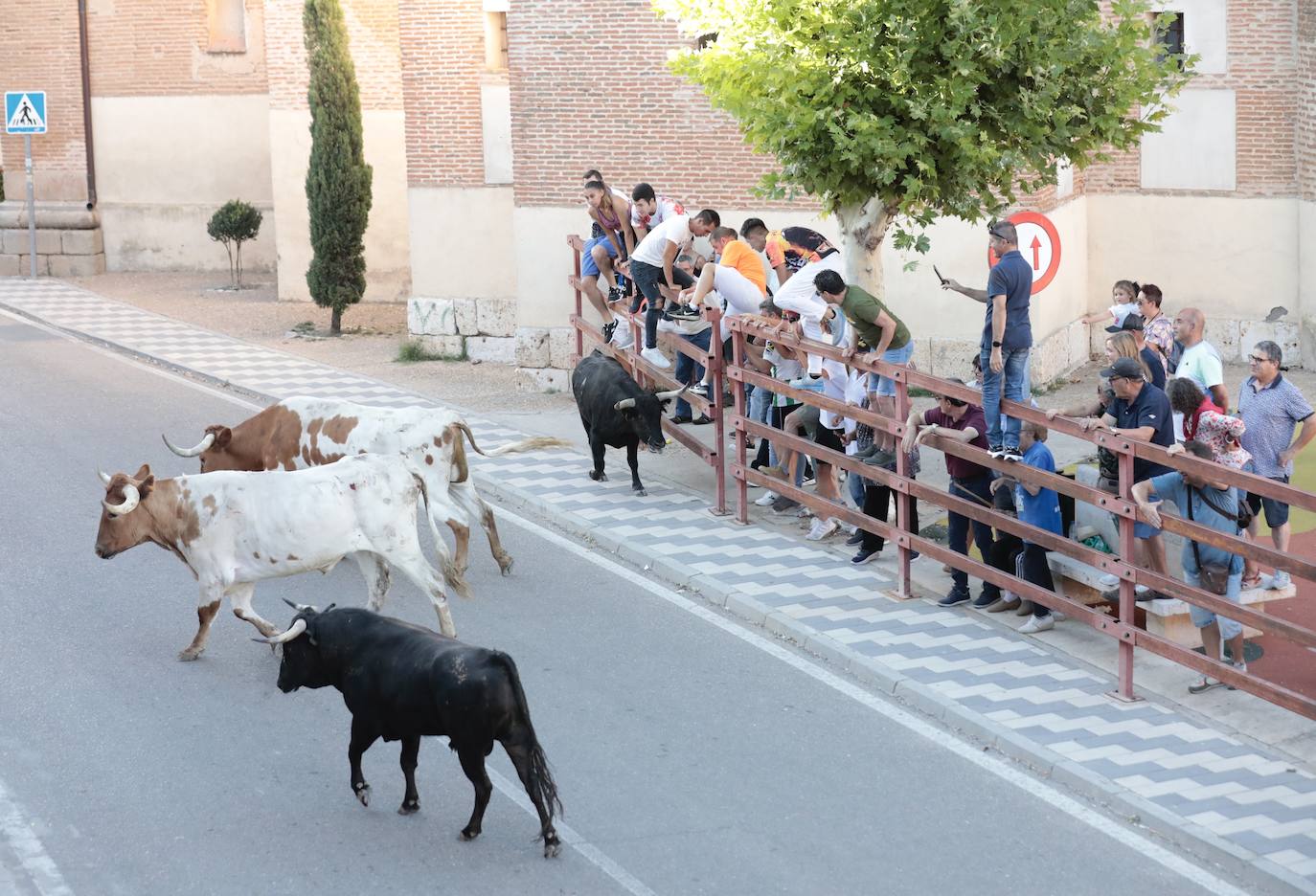 El segundo encierro de toros de La Seca, en imágenes
