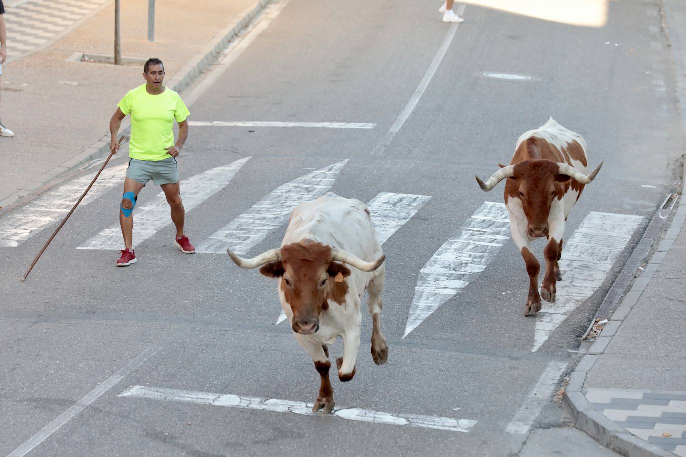 El segundo encierro de toros de La Seca, en imágenes