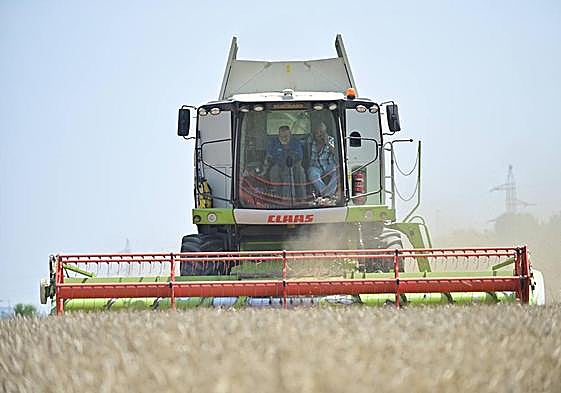 Siega de cereal esta campaña.