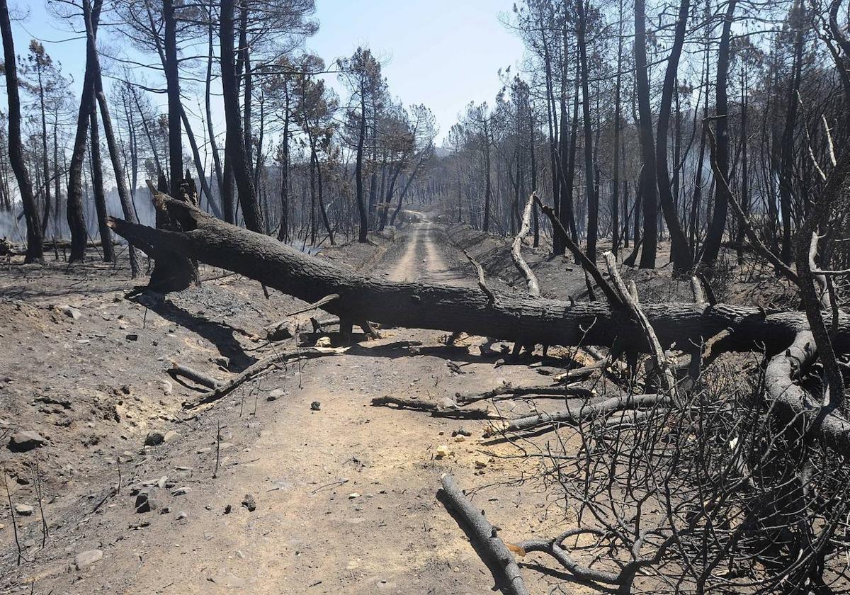 Incendio forestal en León.