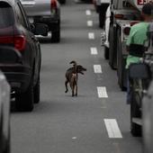 Aumentan un 5% el número de atropellos a perros y gatos