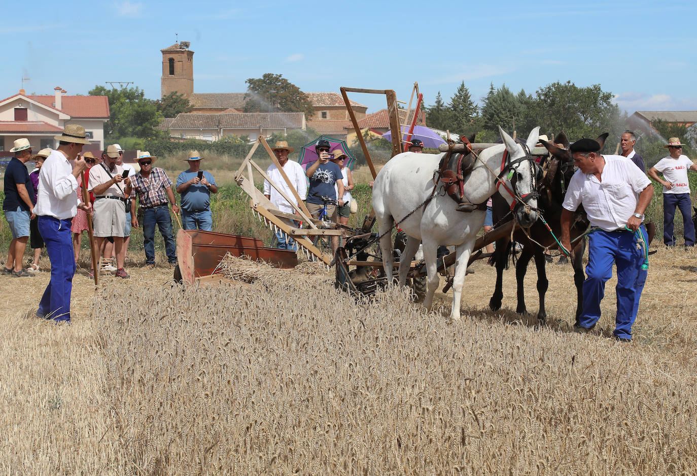 Castrillo se rinde a la Fiesta de la Trilla