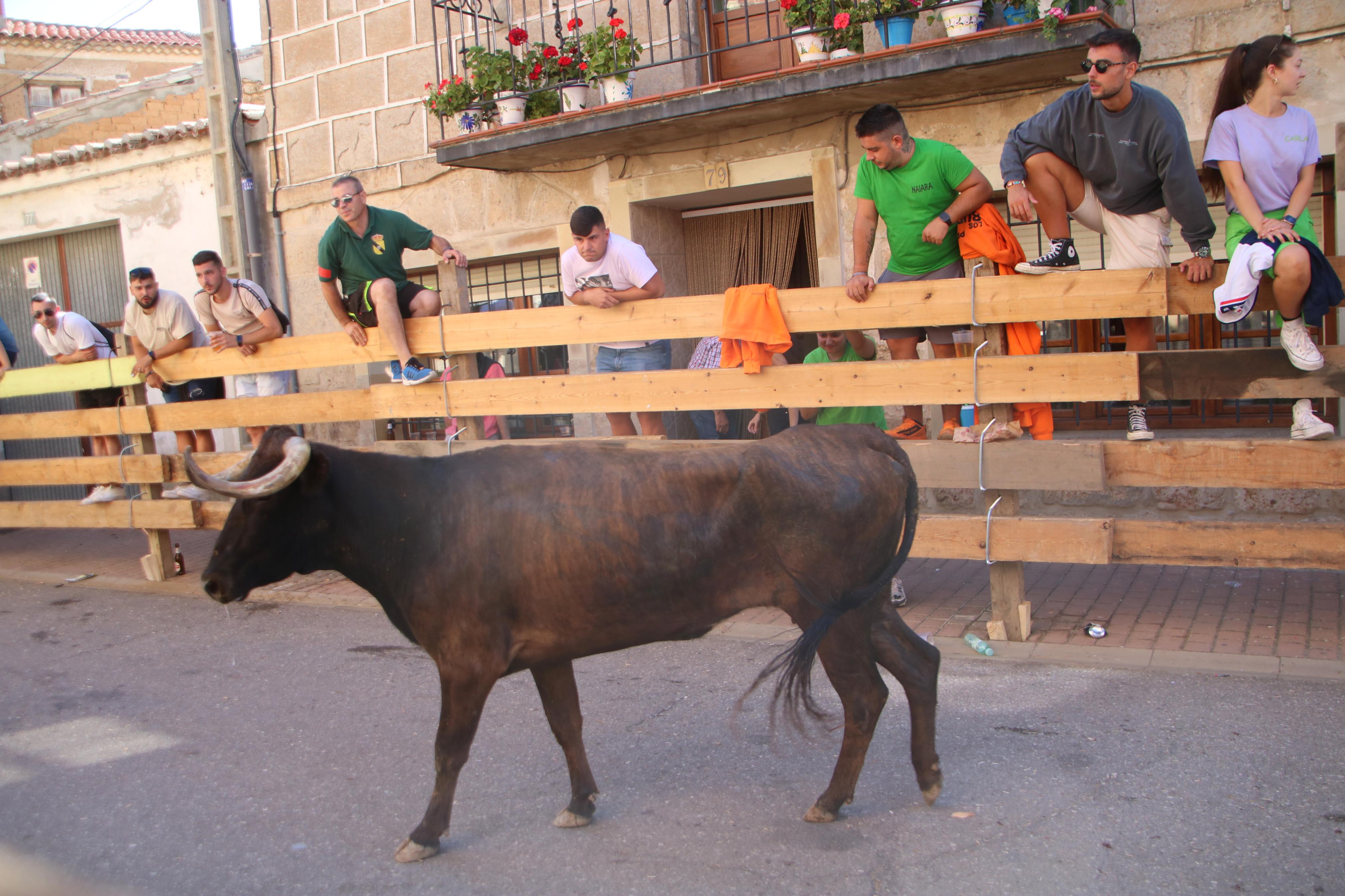 Torquemada, fiel a los encierros tradicionales