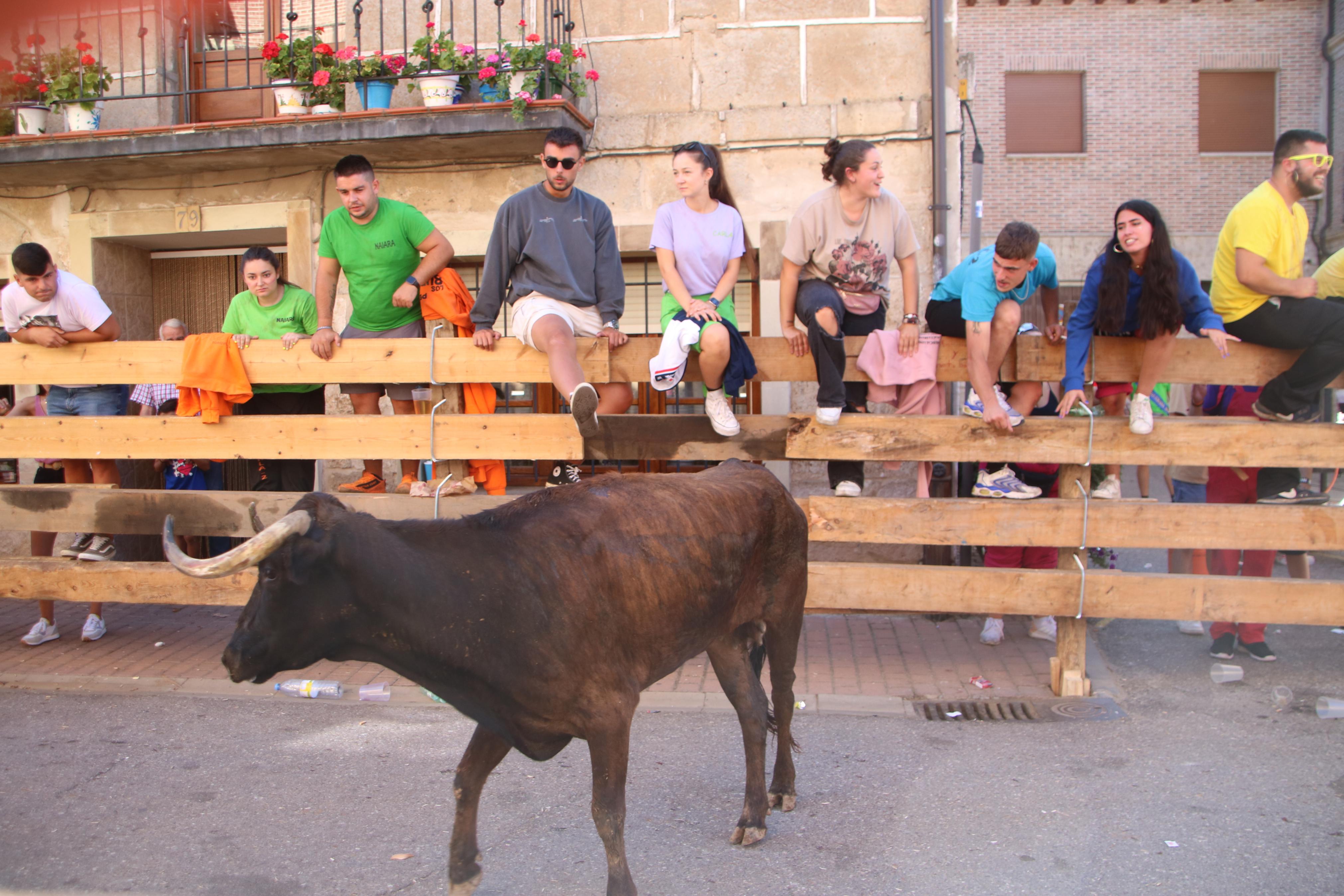 Torquemada, fiel a los encierros tradicionales