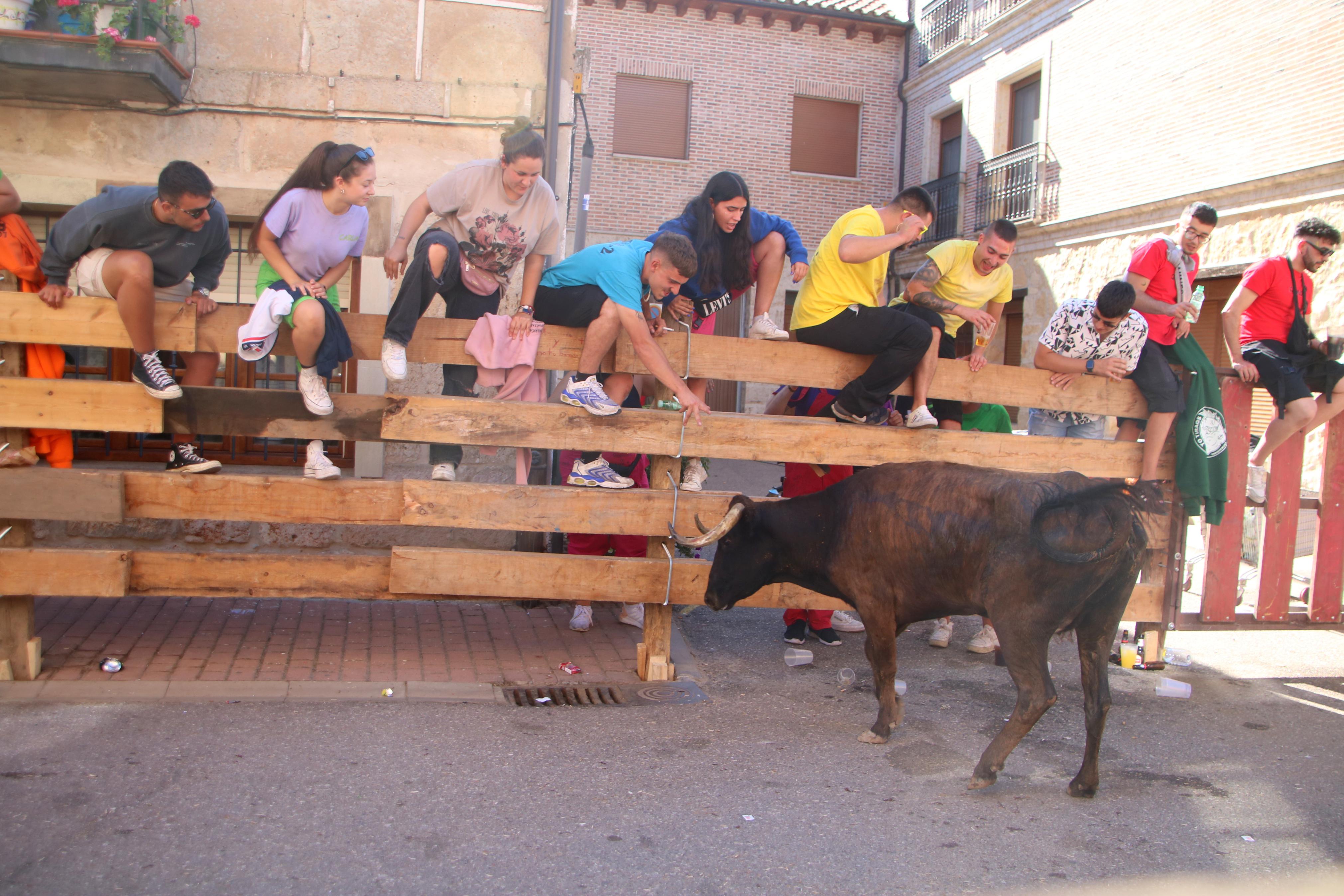 Torquemada, fiel a los encierros tradicionales