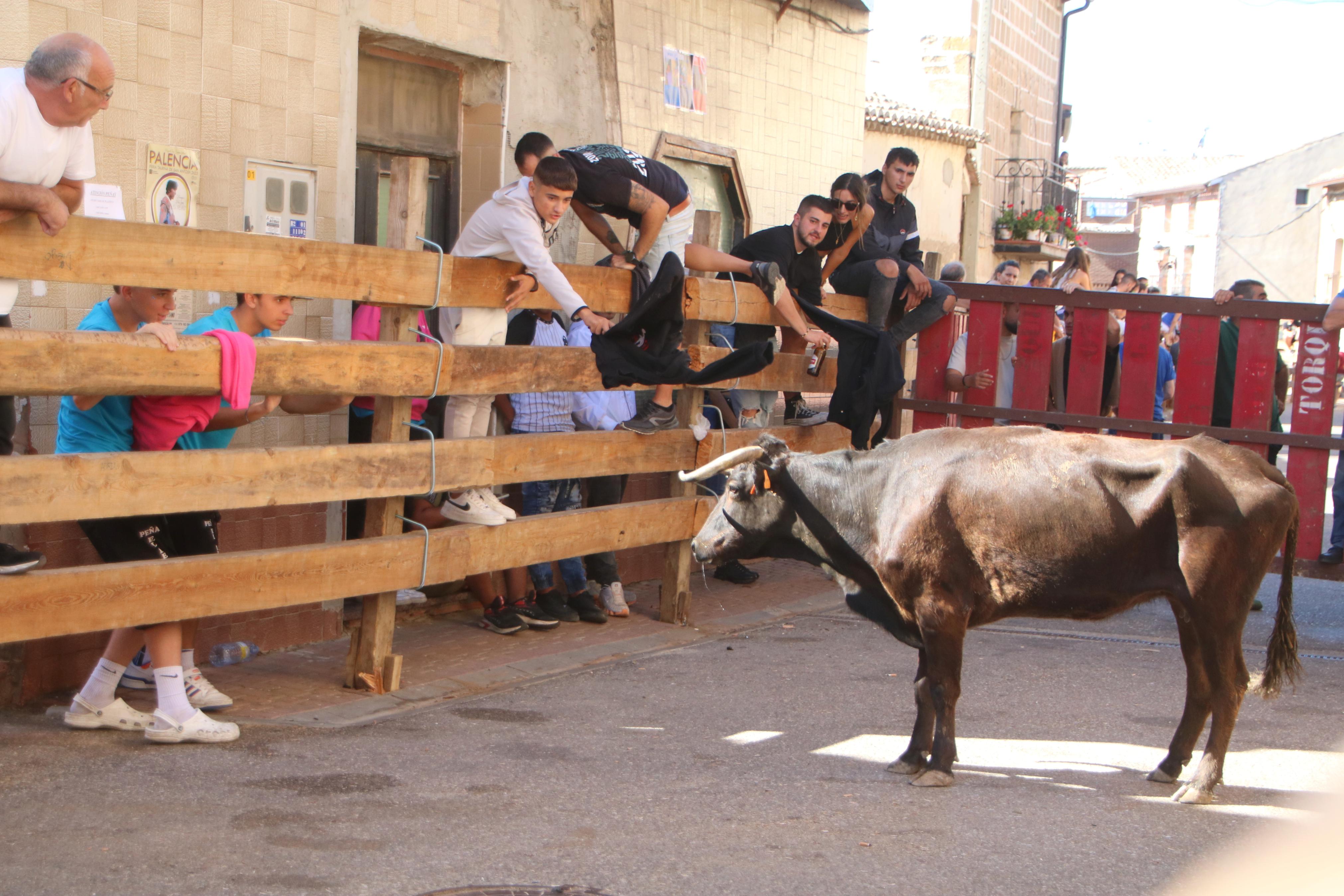 Torquemada, fiel a los encierros tradicionales