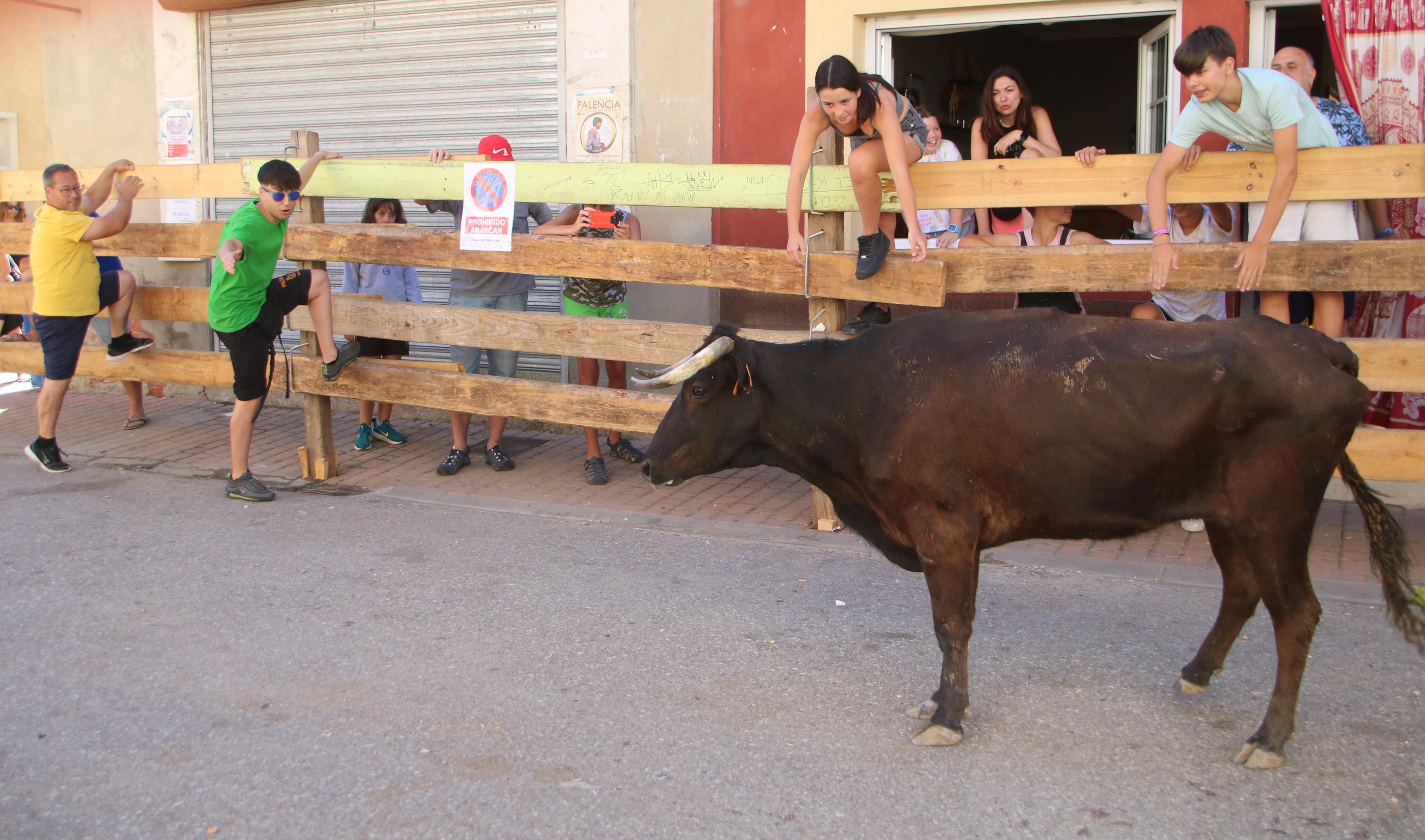Torquemada, fiel a los encierros tradicionales