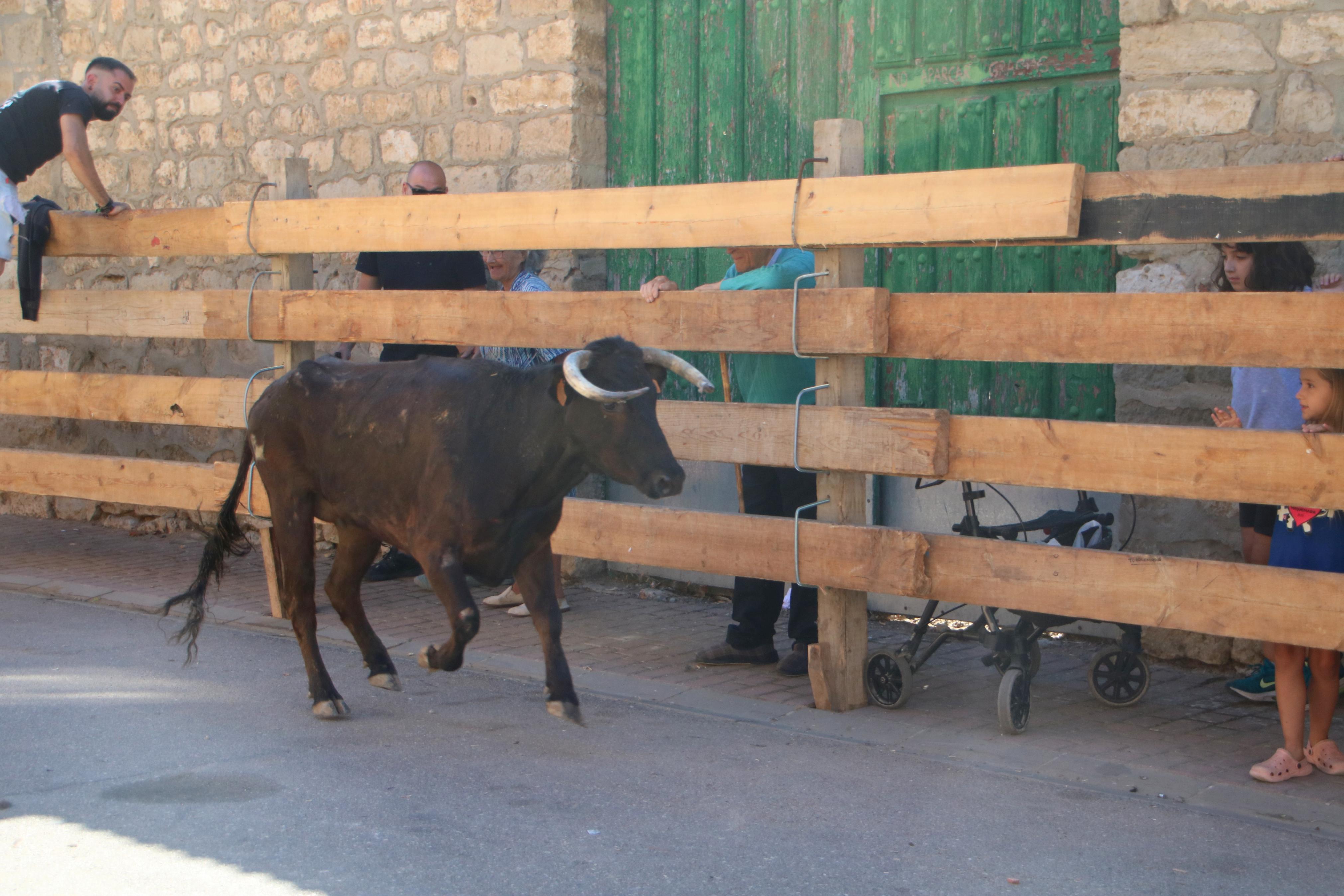 Torquemada, fiel a los encierros tradicionales
