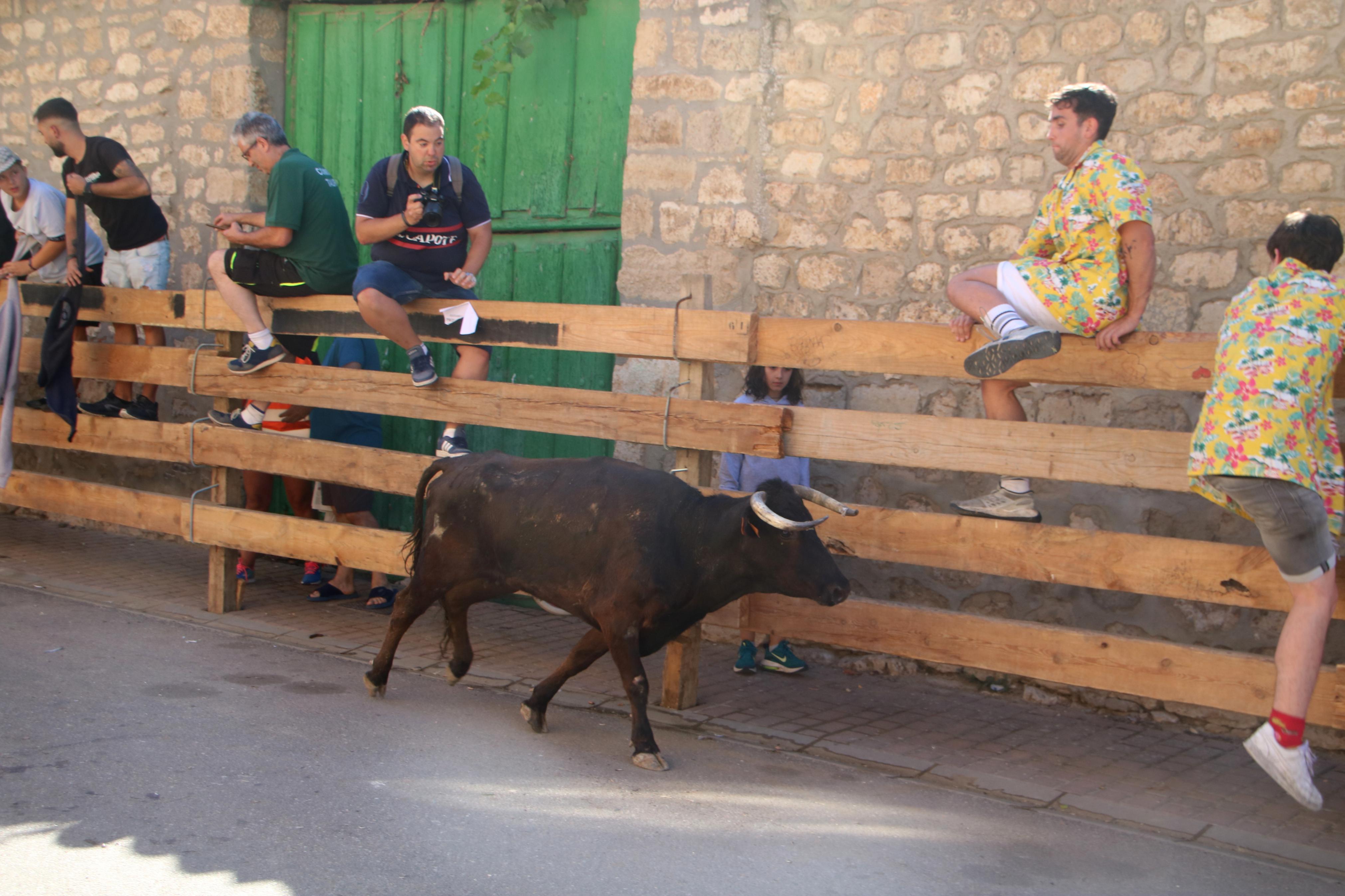 Torquemada, fiel a los encierros tradicionales