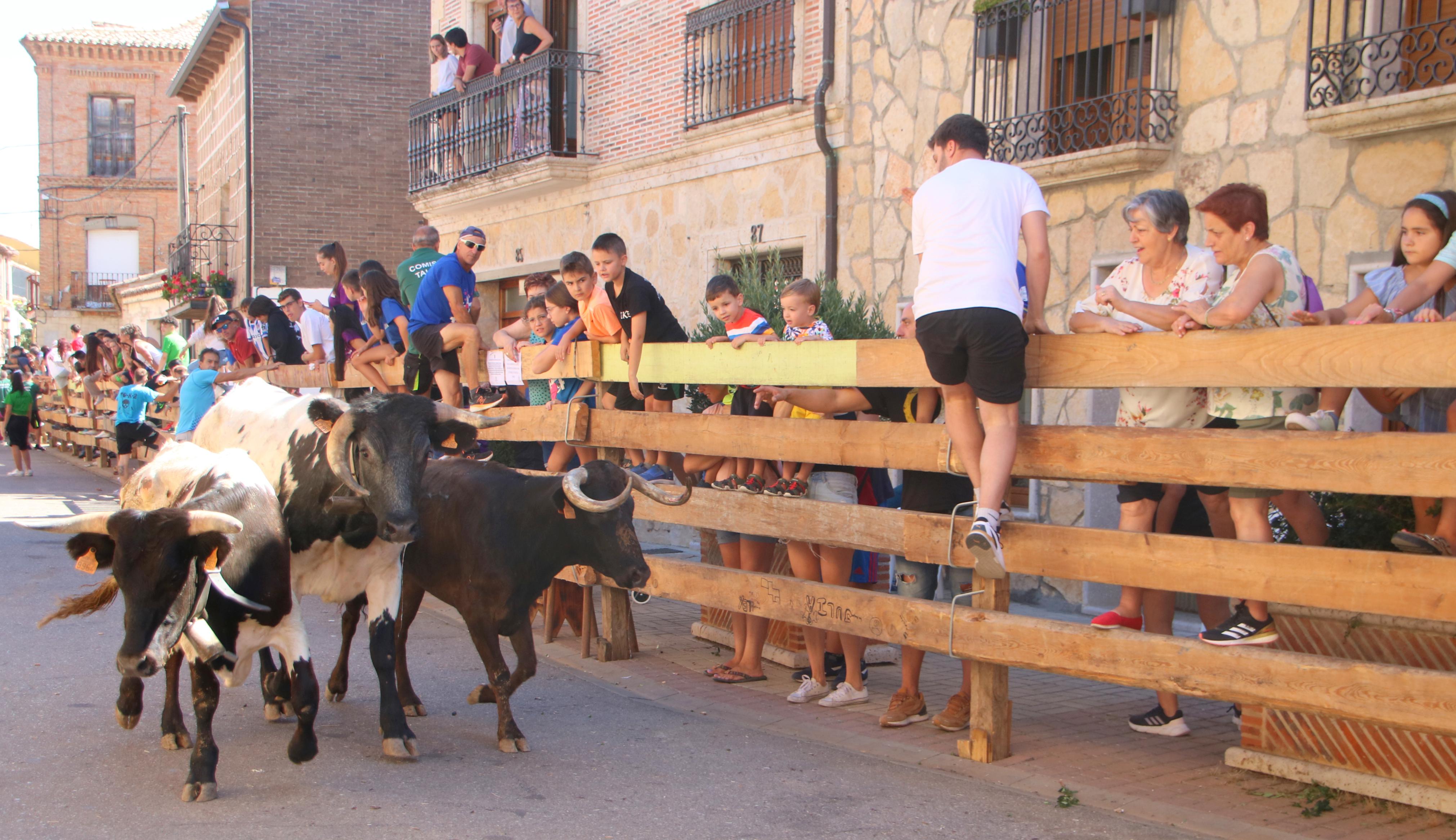 Torquemada, fiel a los encierros tradicionales