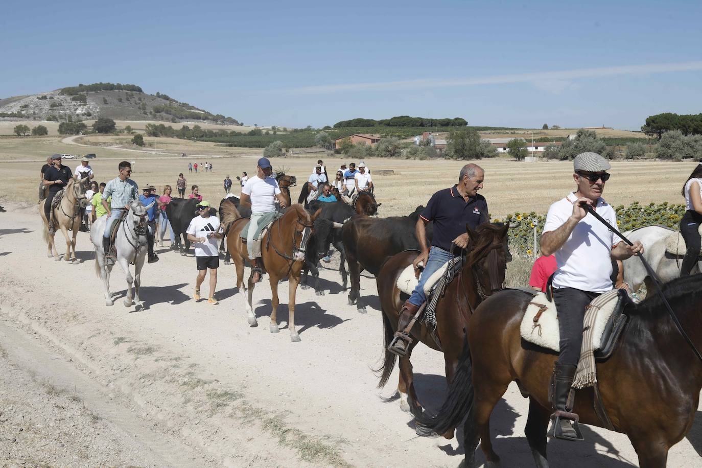 En imágenes, la trashumancia en Peñafiel a un día de comenzar las fiestas