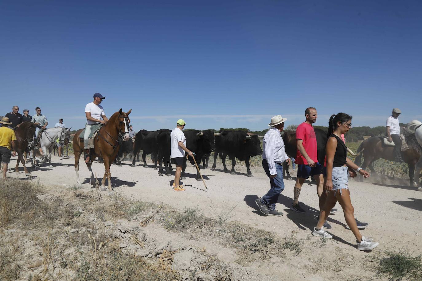 En imágenes, la trashumancia en Peñafiel a un día de comenzar las fiestas