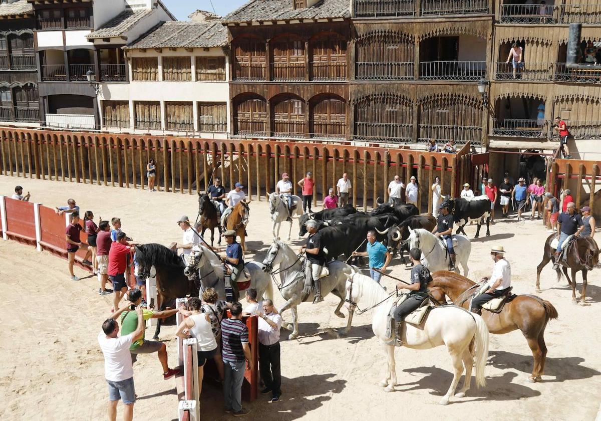 En imágenes, la trashumancia en Peñafiel a un día de comenzar las fiestas