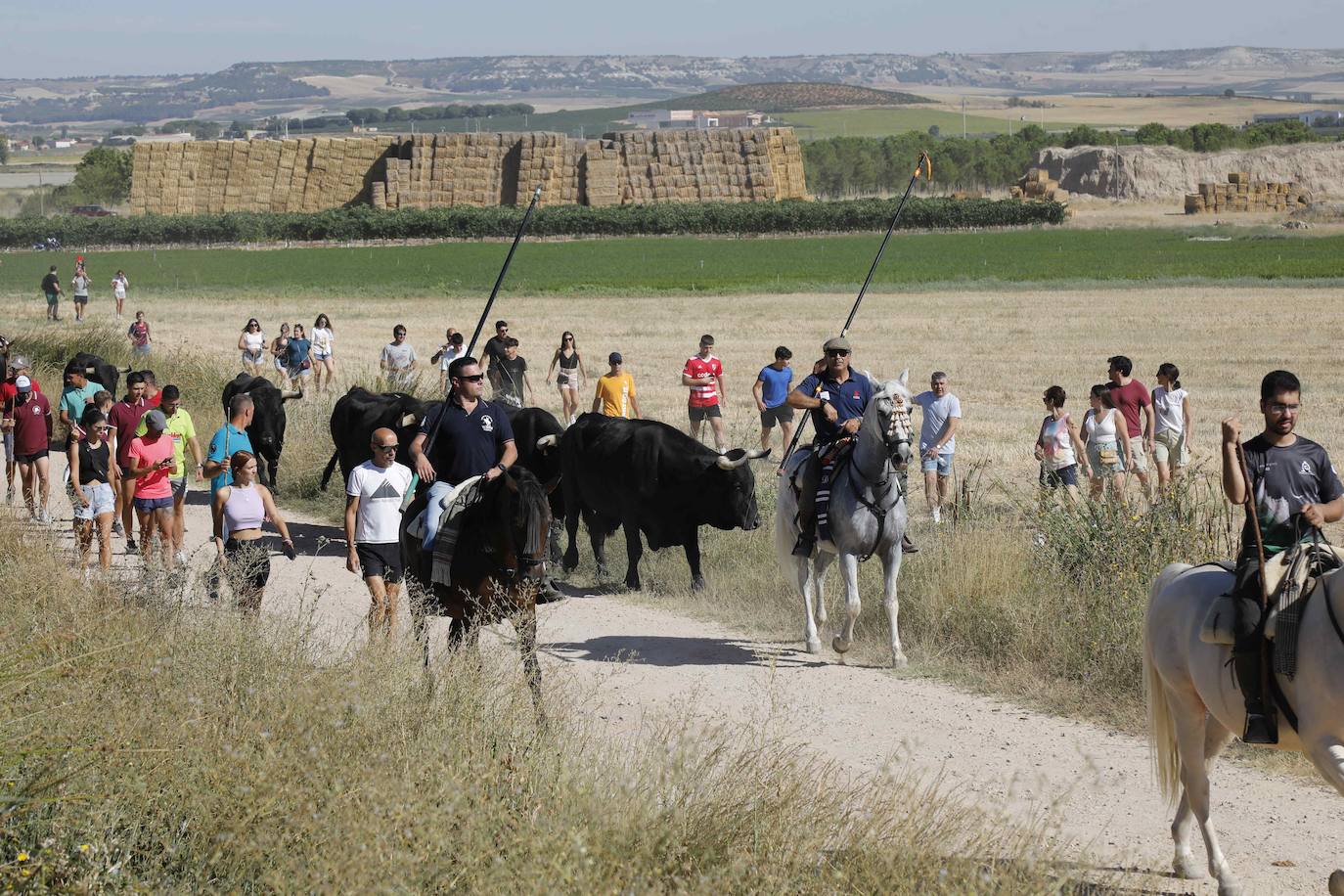 En imágenes, la trashumancia en Peñafiel a un día de comenzar las fiestas