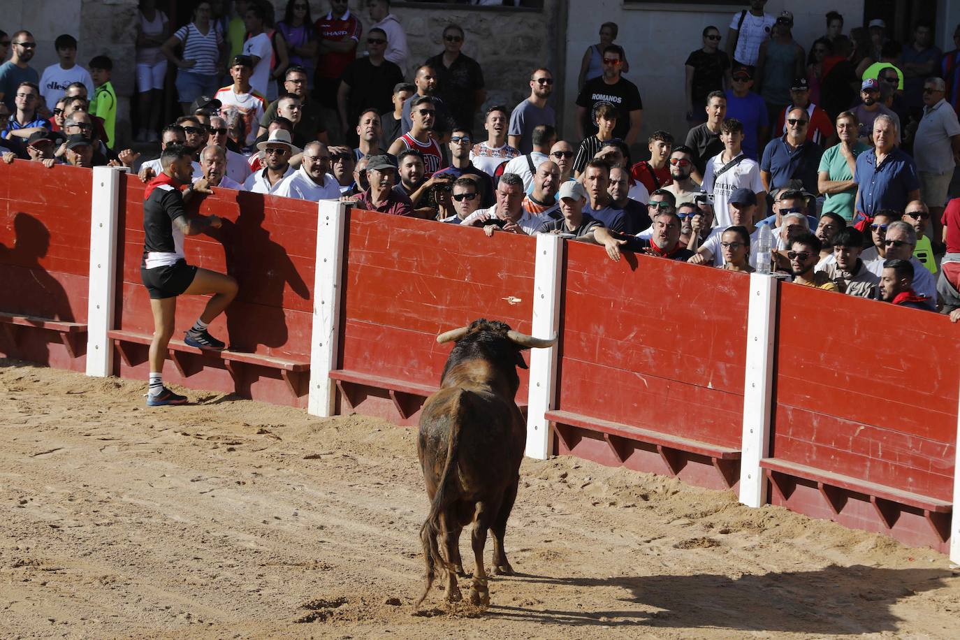 Capea de mañana en la Plaza del Coso de Peñafiel