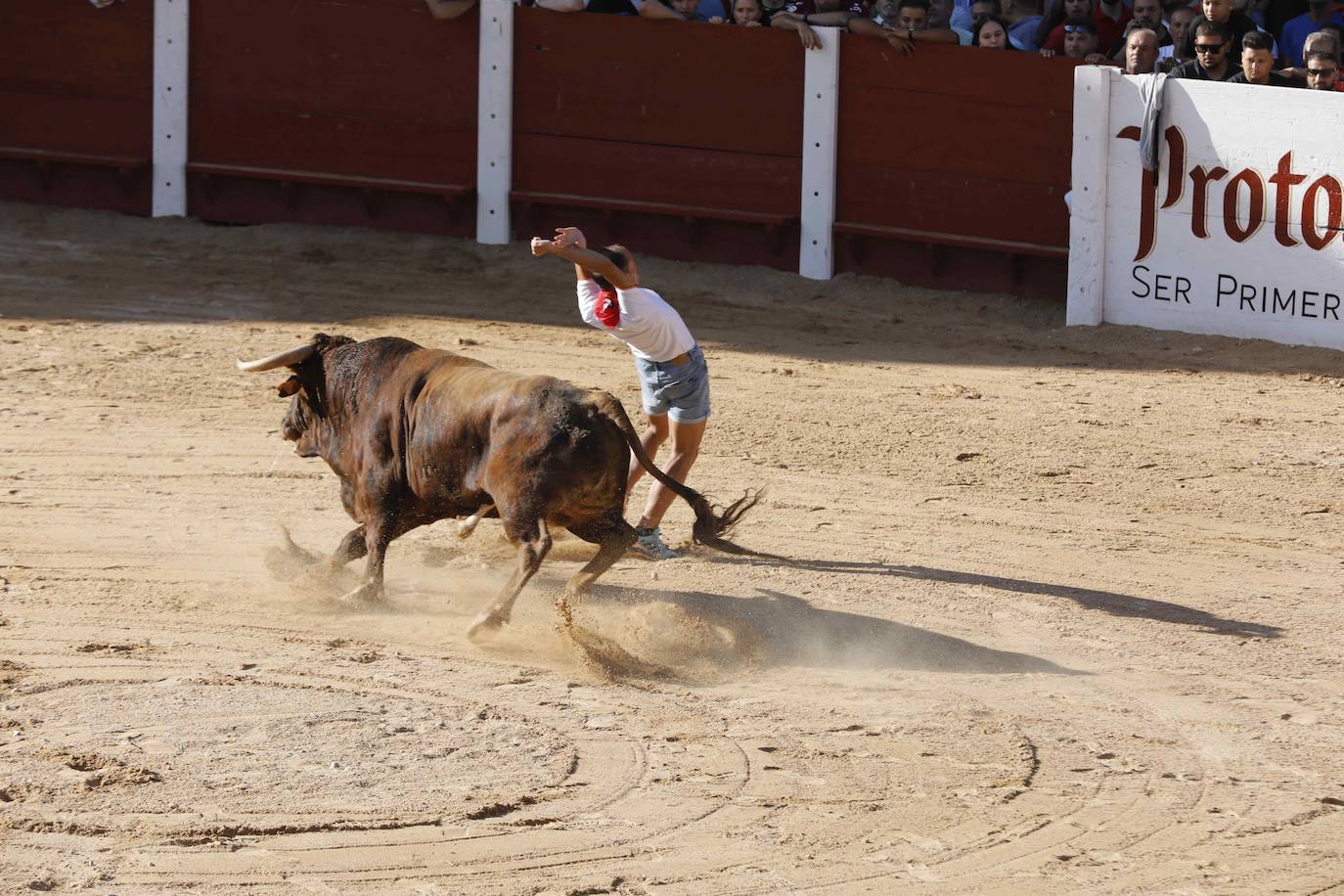 Capea de mañana en la Plaza del Coso de Peñafiel