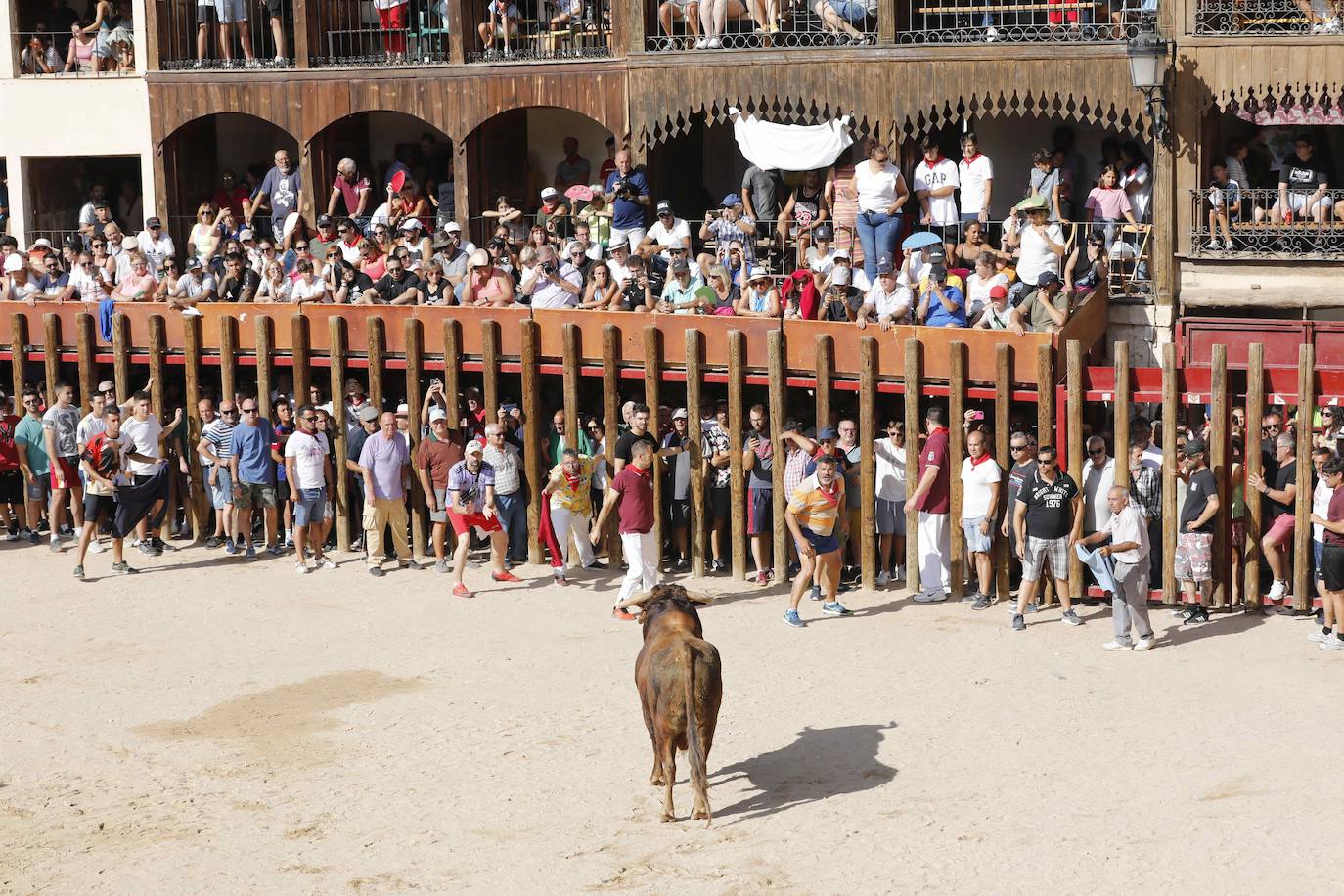 Capea de mañana en la Plaza del Coso de Peñafiel