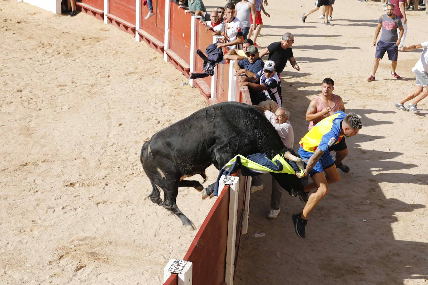 Capea de mañana en la Plaza del Coso de Peñafiel