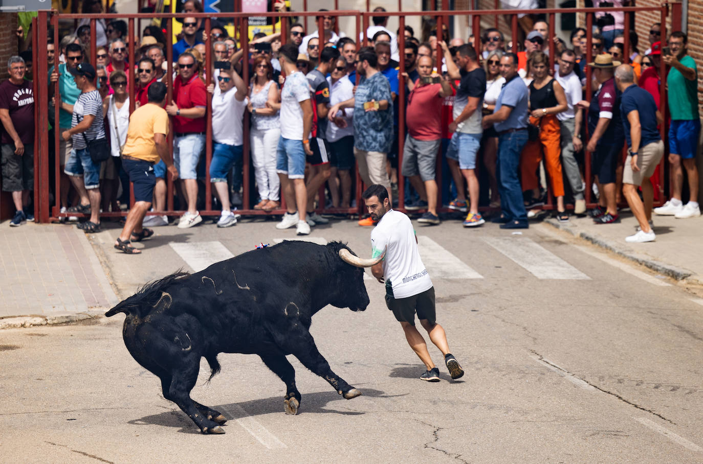 Toro del Verdejo en Rueda