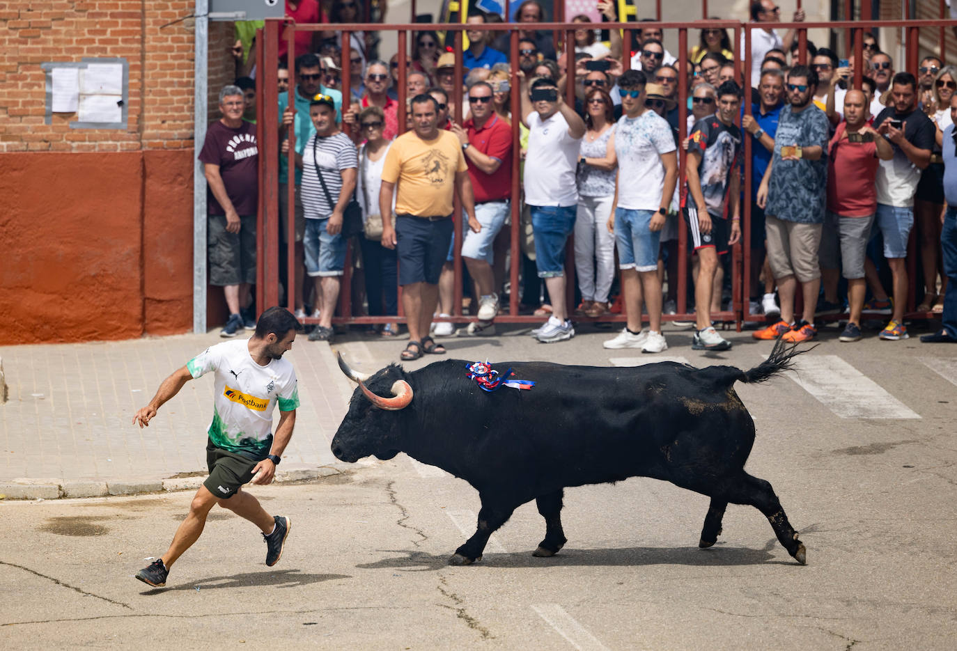 Toro del Verdejo en Rueda