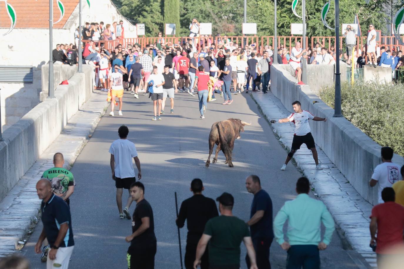 Toro del Alba en Tudela de Duero