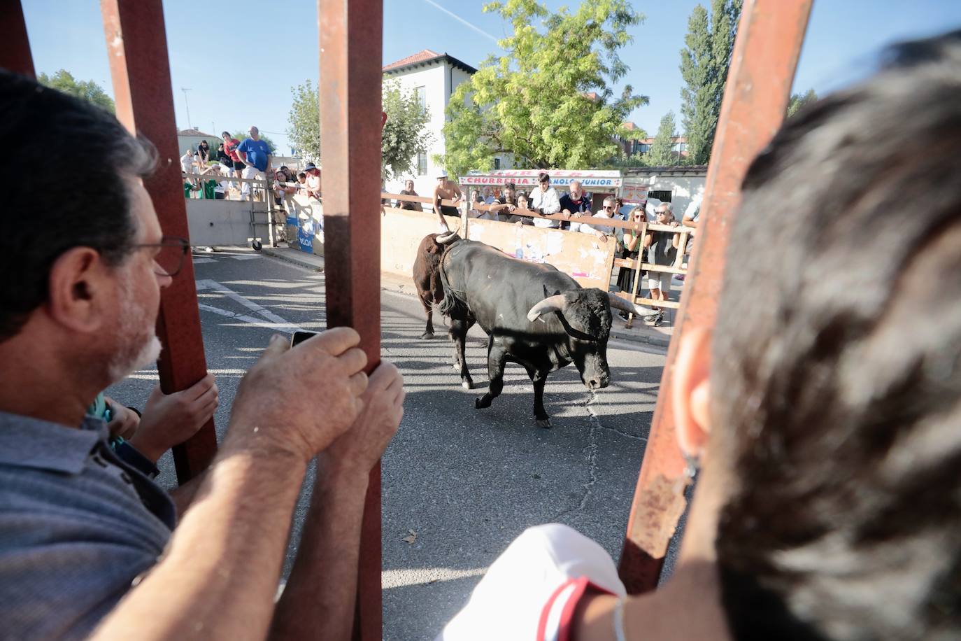 Toro del Alba en Tudela de Duero