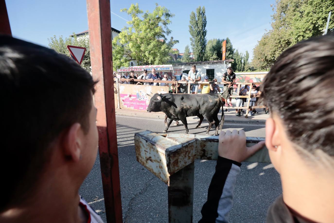 Toro del Alba en Tudela de Duero