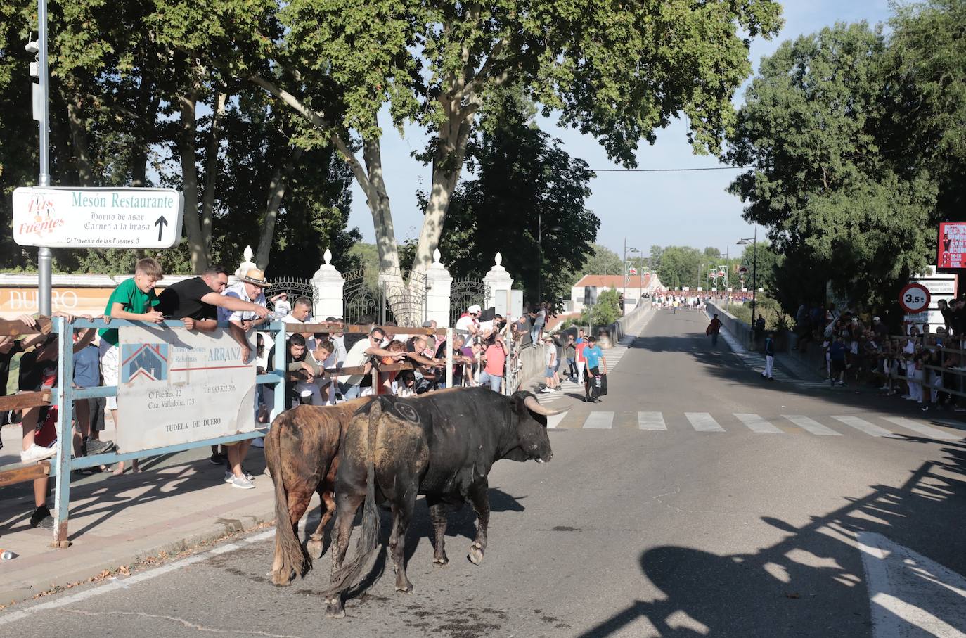 Toro del Alba en Tudela de Duero